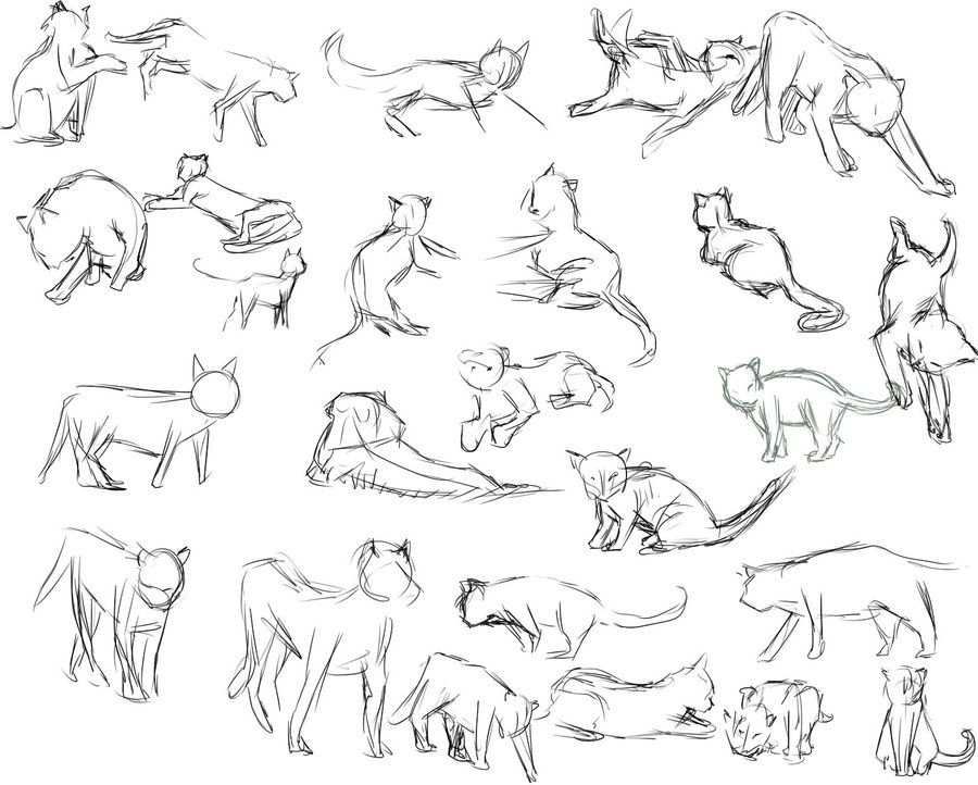 Featured image of post Cat Pose Reference Photos